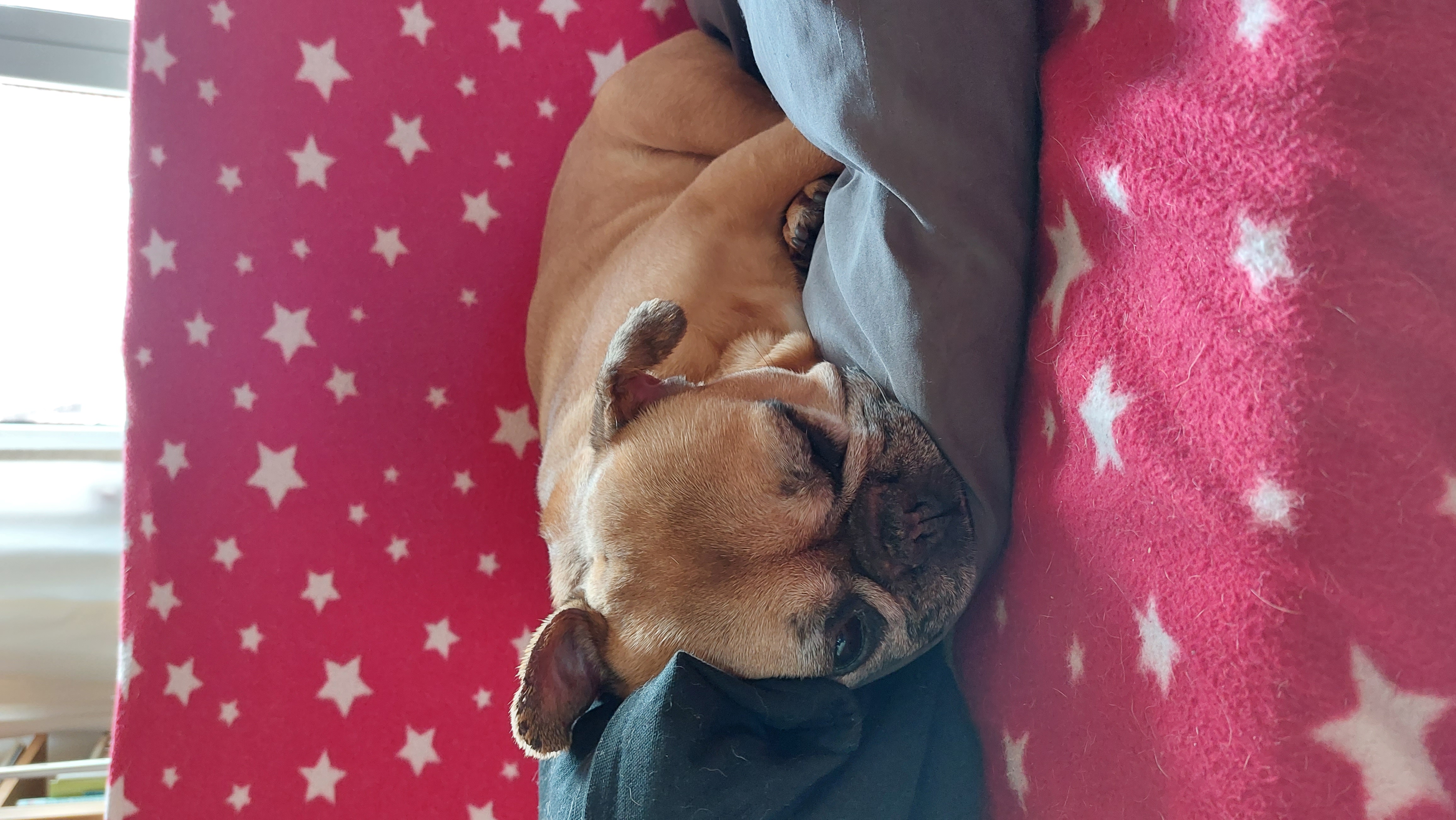 Foto van Stella, een Franse bulldog